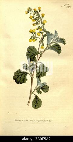 The Botanical Magazine, oder Flower-Garden ausgestellt, 1790-1800, Botanik, Zeitschriften, Bildwerke, Curtis, Eine botanische Illustration mit einer detaillierten Darstellung einer blühenden Pflanze mit kleinen gelben Blüten auf schmalen Stielen. Die Blätter sind breit und tief gelappt und weisen eine satte Textur und lebhafte Grüntöne auf. Die Abbildung wird durch einen subtilen Hintergrund ergänzt, der die Eigenschaften der Pflanze verbessert. Am unteren Rand des Bildes steht die Notiz des Künstlers, dass das Stück von W. Jones am 1. Mai 1794 in New England geschaffen wurde, was der Darstellung der natürlichen Schönheit einen historischen Kontext hinzufügt Stockfoto