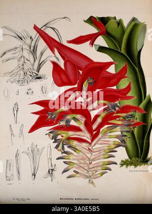 Belgique, Gartenbau, Lüttich, Botanik, Gartenbau, Zeitschriften, Pflanzen, Eine lebendige Darstellung der Billbergia Moreliana mit ihren auffälligen roten Blumen und üppig grünen Blättern. Die zentrale Blumenstruktur, die sich durch langgezogene Blütenblätter und komplexe Schichten auszeichnet, fängt die Schönheit und Komplexität dieser tropischen Pflanze ein. Um die Hauptabbildung herum sind detaillierte Skizzen verschiedener Komponenten, einschließlich der Blätter und der Blütenanatomie der Pflanze, die einen Einblick in ihre botanischen Merkmale bieten. Die Komposition unterstreicht sowohl die ästhetische Anziehungskraft als auch die wissenschaftliche Bedeutung dieses Einziges Stockfoto