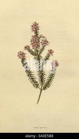 Botanical, Kabinett, London, John, Arthur, Arch, 1817-1833, Eine zarte Illustration einer blühenden Pflanze mit schlanken, nadelförmigen Blättern, die in einem federartigen Muster angeordnet sind. Die Pflanze zeigt Gruppen kleiner, blassrosa Blüten, jede mit feinen Details, die ihre natürliche Schönheit hervorheben. Die Basis der Abbildung ist mit „Erica precox“ beschriftet, was die Art angibt. Dieses Kunstwerk veranschaulicht die botanische Illustration und erfasst die komplexen Eigenschaften der Pflanze mit Präzision und einem künstlerischen Touch. Stockfoto