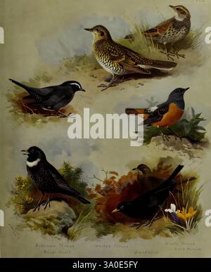 British Birds, London, Longmans, Green, 1915-1916, Großbritannien, Vogel, Vögel, Ornithologie, Bildwerke, Turdus merula, Eurasische Amsel, Monticola saxatilis, Turdus torquatus, Turdus eunomus, Ring Ouzel, White's Soor, Dusky Soor, sibirische Soor, Rufous-tailed Rock Soor, Geokichla sibirica, Museum of Comparative Zoology, Zoothera aurea, die Illustration zeigt eine Sammlung von sechs verschiedenen Vogelarten, jede wunderschön dargestellt und vor einer naturalistischen Kulisse. Oben ist die sibirische Drossel mit ihrem charakteristischen gesprenkelten Gefieder dargestellt, neben dem Ring Ouzel, Stockfoto