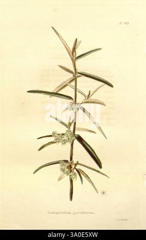 Das Botanical Cabinet London John Arthur Arch 1817-1833., Eine delikate botanische Illustration von Lasioptedium parviflorum mit schlanken, langen Zweigen, die mit schmalen, grünen Blättern geschmückt sind. Die Pflanze hat kleine, gruppierte Blüten in der Nähe der Spitze, die durch komplizierte Details gekennzeichnet sind, die ihre einzigartige Struktur hervorheben. Der Hintergrund bleibt sanft gedämpft und betont die komplizierten Linien und Texturen der Pflanze, die die Zuschauer dazu einladen, ihre natürliche Schönheit und wissenschaftliche Bedeutung zu schätzen. Stockfoto