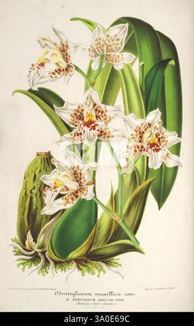 L'Illustration horticole, Gand, Belgien, Imprimerie et lithographie de F. et E. Gyselnyck, 1854-1896, Blumenzucht, Gartenbau, Gewächshäuser, Gartenbau, Zeitschriften, die Illustration zeigt eine lebendige Darstellung der Odontoglossum crispum Orchidee. Die eleganten Blumen zeigen eine Mischung aus weißen Blütenblättern, die mit komplizierten Markierungen verziert sind und einen auffälligen Kontrast schaffen. Jede Blüte entspringt einem üppigen, grünen Laub, das seine zarte Schönheit unterstreicht. Unter den Blüten befindet sich eine markante Knospe, die auf den Lebenszyklus der Pflanze hinweist. Die Komposition hebt die komplizierten Strukturen der Blütenblätter und der Le hervor Stockfoto