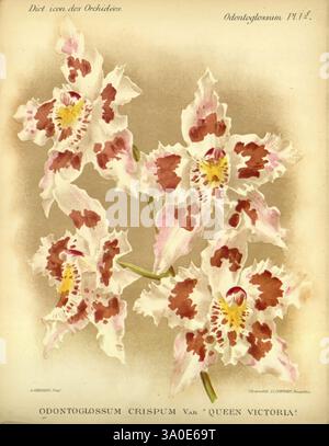 Dictionnaire iconographique des orchidees, 1896-1907 Botanik, Orchidaceae, Bildwerke, Odontoglossum, die Abbildung zeigt das atemberaubende Odontoglossum crispum var. „Queen Victoria“, eine Vielzahl von Orchideen, die für ihre komplizierten Blumenmuster bekannt sind. Jede Blüte ist mit zarten weißen Blütenblättern mit kräftigen, kastanienbraunen Markierungen versehen, die einen auffälligen Kontrast bilden. Die Blüten haben eine einzigartige Form mit breiten Rüschenrändern, die ihre Eleganz unterstreichen. Diese wunderschöne Darstellung fängt die natürliche Schönheit und das Detail der Orchidee ein und unterstreicht ihre Bedeutung in den botanischen Studien und Ornamenten Stockfoto