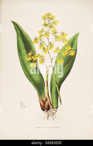 Die Orchidaceae von Mexiko und Guatemala. London, Ridgway, [1837-1843], Guatemala, Mexiko, Orchidaceae, Pflanzen, Trichocentrum cavendishianum, Frauen in der Wissenschaft, Sarah Ann Drake, 2, Sarah Ann Drake., Eine lebendige Illustration einer blühenden Pflanze, die eine Gruppe zarter gelber Blüten zeigt, die ein auffälliges Arrangement zeigen. Die Blüten werden von schlanken grünen Stielen gestützt, die aus einer robusten Basis ragen und von breiten, sattgrünen Blättern umgeben sind, die eine üppige Kulisse bilden. Die sanft dargestellten Wurzeln deuten auf das natürliche Wachstum der Pflanze hin und unterstreichen ihre botanische Anmut. Dieses Kunstwerk fängt das i ein Stockfoto
