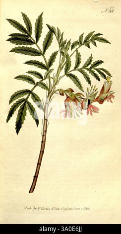 Das Botanical Magazine, oder Flower-Garden, zeigte 1790-1800 Botany Periodicals Pictorial Works Curtis, ein aufwändig illustriertes botanisches Exemplar mit einem schlanken Stiel mit leuchtend grünen Blättern. Die Blätter sind zusammengesetzt und weisen eine zarte Anordnung mit einer glatten Textur auf. Entlang des Stiels hängen anmutige Gruppen trompetenförmiger Blüten in Rosa-, Gelb- und Cremetönen, die ihre detaillierten Blütenblätter und ihre dezenten Farben zeigen. Diese Darstellung unterstreicht die Schönheit der natürlichen Form der Pflanze und fängt sowohl die Eleganz ihres Laubs als auch die komplizierte Struktur ihrer blos ein Stockfoto