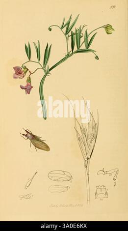 Britisch, Entomologie, London, gedruckt für den Autor 1823-1840 [d. h. 1840], Botanik, Großbritannien, Insekten, Bildwerke, die Abbildung zeigt eine botanische Studie mit einer blühenden Pflanze mit zarten rosa Blüten und langen grünen Blättern, die die Feinheiten ihrer Struktur einfängt. Unterhalb der Pflanze wird eine detaillierte Darstellung eines kleinen Insekts gezeigt, das seine Besonderheiten hervorhebt. Um diese Hauptthemen herum befinden sich verschiedene Skizzen, die zusätzliche anatomische Details und Merkmale veranschaulichen, die möglicherweise mit der Pflanze und dem Insekt zusammenhängen. Die Kombination aus lebendigem Stockfoto