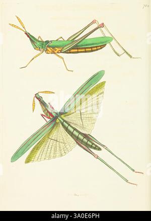 Die Verschiedenheit des Naturforschers oder farbige Figuren von Naturobjekten, London, gedruckt für Nodder & Co, 1789-1813, Tiere, Bildwerke, Zoologie, Museen Victoria, die Illustration zeigt zwei unterschiedliche Ansichten von einem Heuschrecken, die seine lebhafte Anatomie zeigen. Die Draufsicht zeigt den gestreckten Körper mit detaillierter Segmentierung, markanten Antennen und fein strukturierten Flügeln, die teilweise verlängert sind. Unten zeigt die Seitenansicht die komplizierten Muster der Flügel, die zarten Adern und die kontrastierenden Grün- und Gelbtöne, die ihre natürliche Schönheit unterstreichen. Diese Darstellung erfasst die Ele Stockfoto