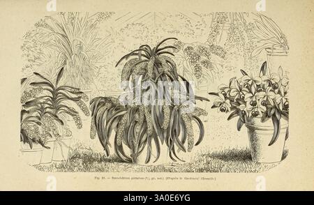 Les orchidées, Paris, J. Rothschild, 1880, Europa, Orchideen, Rhynchostis retusa, Orchideenkultur – die Illustration zeigt eine üppige Gartenszene mit einer Vielzahl von Pflanzen und Blumen. Im Vordergrund dominiert ein markanter, stacheliger Sukkulent mit langen Blättern die Komposition und zeigt komplizierte Muster und Texturen. Um ihn herum befinden sich Blühpflanzen mit zarten Blütenblättern, die dem rauen Aussehen des Sukkulenten Kontrast und Zartheit verleihen. Auf der rechten Seite befinden sich dekorative Töpfe, die auf einen bebauten Gartenbereich hinweisen, während der Hintergrund mit einem zusätzlichen Plan gefüllt ist Stockfoto