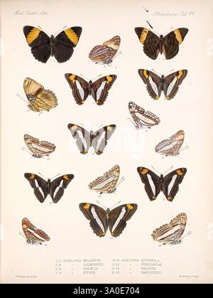 Biologia Centrali-Americana, London, 1879-1915, Archäologie, Botanik, Zentralamerika, Beschreibung und Reise, wissenschaftliche Expeditionen, Zoologie, blendende Vielfalt, es wird eine komplexe Darstellung verschiedener Schmetterlingsarten gezeigt, mit zahlreichen Beispielen, die sorgfältig zur Identifizierung angeordnet sind. Jeder Schmetterling ist mit seinem wissenschaftlichen Namen beschriftet, was einen Einblick in die verschiedenen Muster und Farben seiner Flügel gibt. Die Sammlung hebt die einzigartigen Eigenschaften jeder Art hervor, darunter unterschiedliche Formen und Farbkombinationen, die die Schönheit der Vielfalt der Lepidopter veranschaulichen. Die Sorge Stockfoto