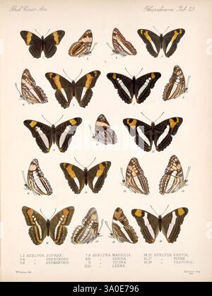 Biologia Centrali-Americana, London, 1879-1915, Archäologie, Botanik, Zentralamerika, Beschreibung und Reise, wissenschaftliche Expeditionen, Zoologie, blendende Vielfalt, eine atemberaubende Sammlung mit verschiedenen Schmetterlingsarten, die alle aufwändig detailliert und beschriftet sind. Das Arrangement umfasst klare Abbildungen von Schmetterlingen mit verschiedenen Flügelmustern, Farben und Formen, die ihre einzigartigen Eigenschaften widerspiegeln. Jedes Exemplar ist nummeriert und mit seinem wissenschaftlichen Namen versehen, was einen Einblick in die reiche Vielfalt dieser Insekten gibt. Die Gesamtpräsentation hebt die Schönheit und den Komfort hervor Stockfoto