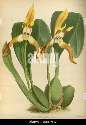 Orchid, Album, London, B. S. Williams, 1882-97, Orchidaceae, Zeitschriften, Bildwerke, diese Illustration zeigt zwei elegante Maxillaria luteo-alba-Orchideen, die ihre auffälligen gelben und weißen Blütenblätter mit komplizierten Details zeigen. Die Blüten entstehen anmutig aus sattgrünen Blättern, die breit und glatt sind und die zarte Struktur der Blüten betonen. Jede Blume hebt eine einzigartige Form hervor, mit markanten Rüschenrändern und einer faszinierenden zentralen Säule, die die Aufmerksamkeit des Betrachters auf ihre natürliche Schönheit lenkt. Die gesamte Komposition strahlt ein Gefühl raffinierter botanischer kunst aus Stockfoto
