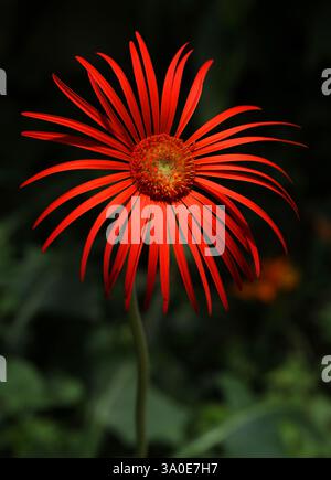 Red Gerbera Flower, Barberton Daisy oder Transvaal Daisy, Gerbera jamesonii, Asteraceae. Südafrika. Stockfoto