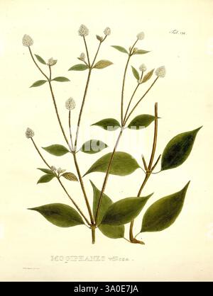 Nova, Genera, Et, Species, Plantarum, Monachii, München, Impensis, Auctoris, 1824-1829, d. h., 1824-32, zeigt dieses Kunstwerk eine botanische Illustration einer Pflanze, die durch schlanke Stiele und zarte Gruppen kleiner, weißer Blüten an den Ästen gekennzeichnet ist. Breite, grüne Blätter sind deutlich sichtbar, abwechselnd entlang der Stiele angeordnet, wobei einige Blätter eine leicht spitz zulaufende Spitze aufweisen. Die komplizierten Details der floralen Struktur und das üppige Laub heben die Schönheit dieser besonderen Art hervor und betonen das Zusammenspiel zwischen Blumen- und Blattformen. Der Titel „Mogiphane“ Stockfoto