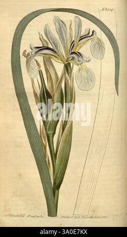 Curtis' botanisches Magazin, London, New York, botanische Illustration, Botanik, Zeitschriften, Bildwerke, Zierpflanzen, Curtis, Iris spuria desertorum, Iris halophila, Taxonomie: Family= Iridaceae, Eurasia, Sydenham Teast Edwards, Eine botanische Illustration, die eine elegant detaillierte blühende Pflanze darstellt, die sich durch lange, schlanke Blätter und lebhafte Blüten auszeichnet. Die zentrale Blume zeichnet sich durch zarte, Blütenblätter ähnliche Strukturen aus, die eine harmonische Farbmischung aufweisen und durch komplizierte Muster ihre Schönheit unterstreichen. Um die Blüte herum sind grüne Knospen, die auf neues Wachstum hinweisen, während sich die Blüte verlängert Stockfoto