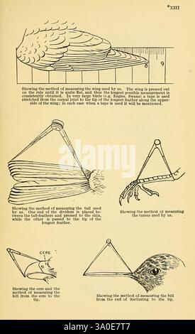 Ein praktisches Handbuch der britischen Vögel, London, Witherby, 1920-24, Vögel, Großbritannien. die Abbildung zeigt eine Reihe von Diagrammen, die verschiedene Techniken zur Messung verschiedener anatomischer Merkmale von Vögeln demonstrieren. Der obere Abschnitt zeigt, wie die Flügel gemessen werden, und hebt die Verwendung eines Lineals für präzise Längenmessungen von der Basis bis zur Spitze hervor. Im Anschluss daran zeigt ein weiteres Diagramm die Methode zur Messung des Tarsus und zeigt die Platzierung eines Maßbandes, um die Genauigkeit vom Gelenk bis zur Spitze zu gewährleisten. Zusätzlich gibt es eine Darstellung der Methode zur Messung von Th Stockfoto