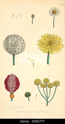 Achtunddreißig Schilder mit Erklärungen London, J. White, 1799., die Abbildung zeigt eine Vielzahl von Blumen und Pflanzen, die jeweils mit Referenznummern und Buchstaben zur Identifizierung gekennzeichnet sind. Oben links befindet sich eine detaillierte Darstellung eines kugelförmigen Löwenzahn-Puffs, der sich durch seinen flauschigen Samenkopf auszeichnet. Daneben spricht eine leuchtend gelbe Blume mit langen Blütenblättern von der Schönheit der Sommerblüten. Unten steht eine markante rote Blume mit einer dichten, runden Form im Kontrast zu den anderen, umgeben von kleineren grünen Knospen. Auf der rechten Seite sind mehrere kreisförmige Blütensträhne auf schmalen Stängeln zu sehen. Stockfoto