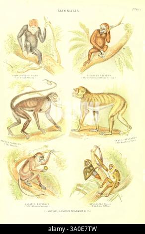 The Living World Boston, Samuel Walker & Co, 1868-1870, 1868 Anthropologie, Bildwerke, Zoologie, Troglodytes niger, Pantroglodytes, Zentralschimpanse, Schimpanse, Affe, Pithecus satyrus, bornean Orang-Utan, pongo pygmaeus, Orang-Utan, Rotgesicht-Spinnenaffen, ateles paniscus, guayana-Spinnenaffen, Rotgesicht-Schwarzer Spinnenaffen, Affe, Inuus sylvanus, berberaffen, Magot, berbermakaken, macaca sylvanus, Proboscis-Affen, Nasalis-Larvatus, Langnasen-Affen, Agile Gibbon, hylobates agilis, Schwarze Gibbon, Gibbon, diese Illustration zeigt verschiedene Primatenarten, die jeweils W dargestellt sind Stockfoto