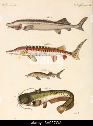Porte-feuille Instruktif et amusant pour la jeunesse, à Vienne, Chez Antoine Pichler, 1807, Naturgeschichte, juvenile Works, Woods Hole, diese Illustration zeigt eine Sammlung von Fischen, die speziell verschiedene Arten von Stören und Welsen zeigen. Oben zeigt die erste Figur einen langgestreckten Störe mit ausgeprägten Rücken- und Brustflossen, die den stromlinienförmigen Körper hervorheben. Die zweite Figur zeigt einen weiteren Störe, der sich durch einen ausgeprägten geriffelten Rücken und dekorative Muster an den Seiten auszeichnet. Die dritte Abbildung zeigt einen robusteren Störe mit einem detaillierten Skalenmuster Stockfoto