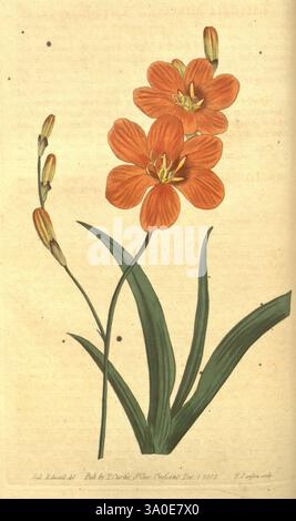 Curtis's Botanical Magazine London New York Botany Periodicals Pictorial Works Curtis Tritonia miniata Taxonomy: Family= Iridaceae Ixia miniata Sydenham Teasdale Edwards Südafrika, Eine lebendige Darstellung eines Blumenarrangements mit markanten Orangenblüten mit komplizierten Blütenblättern. Die Blüten werden durch längliche grüne Blätter ergänzt, die anmutig gewölbt sind und die natürliche Eleganz der Komposition unterstreichen. Auch Knospen sind sichtbar, was auf das Versprechen neuer Blüten hindeutet. Diese Illustration zeigt botanische Kunstfertigkeit und veranschaulicht sowohl die Schönheit der Natur als auch die Präzision der Wissenschaftler Stockfoto
