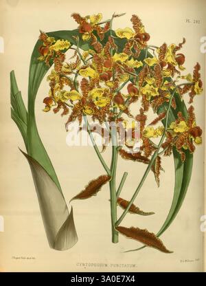 Orchid Album London B. S. Williams 1882-97 Orchidaceae Periodicals Pictorial Works, Eine lebendige Darstellung des Cyrtopodium punctatum, in dem seine charakteristischen gelben und roten Blüten eng zusammenliegen. Die üppig grünen Blätter reichen elegant von der Basis ab und bilden einen reichen Kontrast zu den lebhaften Blüten. Diese Illustration betont die komplizierten Details der Struktur der Blume und die anmutigen Linien des Laubs, die die Schönheit dieser exotischen Pflanze widerspiegeln. Die Gesamtkomposition unterstreicht die natürliche Eleganz und das komplizierte Design botanischer Motive. Stockfoto