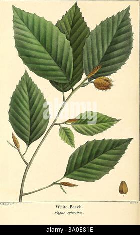 The North American Sylva, Philadelphia, R.P. Smith, 1853, Botanik, Nordamerika, Trees, Eine botanische Illustration mit einem Zweig der Weißbuche, die seine charakteristischen gezackten Blätter in unterschiedlichen Reifestadien zeigt. Die Blätter weisen eine reichhaltige Textur mit hervorstehenden Adern und einem lebhaften grünen Farbton auf. Entlang des Stammes befinden sich Knospen und eine einzelne Frucht, die den Fortpflanzungszyklus des Baumes hervorheben. Die Illustration ist am unteren Rand elegant mit dem wissenschaftlichen Namen „Fagus sylvatica“ beschriftet, was einen lehrreichen Touch bietet und die natürliche Schönheit dieser Art festlegt. Stockfoto