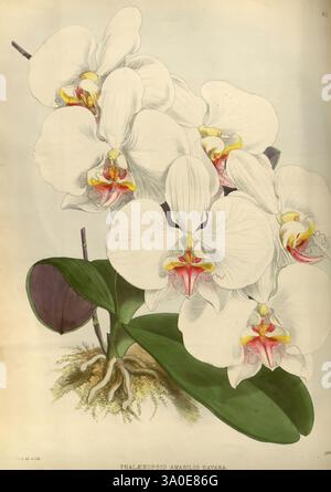 Orchid Album, London, B. S. Williams, 1882-97, Orchidaceae, Zeitschriften, Bildwerke, Phalaenopsis amabilis, Eine atemberaubende Darstellung der Phalaenopsis amabilis, allgemein bekannt als Mondorchidee. Diese Illustration zeigt große, zarte weiße Blüten mit leuchtenden gelben und roten Akzenten in der Mitte, die ihre komplizierten Details zeigen. Die Blüten sind elegant angeordnet, mit breiten, grünen Blättern darunter und freiliegenden Wurzeln, die die Wachstumsgewohnheiten der Pflanze veranschaulichen. Die Gesamtkomposition unterstreicht die natürliche Schönheit und Anmut dieser Orchideenart, die oft gefeiert wird Stockfoto