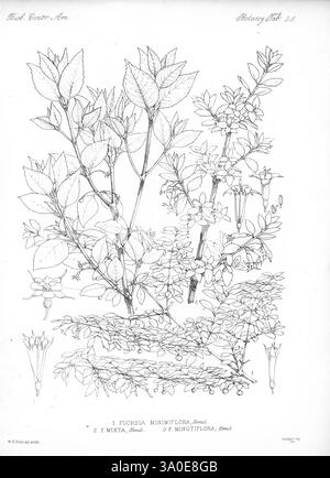 Biologia Centrali-Americana London, 1879-1915, Archäologie, Botanik, Zentralamerika, Beschreibung und Reise, wissenschaftliche Expeditionen, Zoologie, Pflanze, die Illustration zeigt drei Sorten von Fuchsiapflanzen, die alle sorgfältig mit ihren unterschiedlichen Eigenschaften detailliert sind. Der Titel an der Spitze identifiziert sie als Fuchsia miniñiflora, Fuchsia mixta und Fuchsia minutiflora. Die Komposition hebt das Laub und die Blumenstruktur hervor und zeigt die zarten, röhrenförmigen Blüten, die ein Markenzeichen der Fuchsia-Familie sind. Verschiedene Winkel der Blätter und Blüten sind dargestellt, die ihre Einzigartigkeit betonen Stockfoto