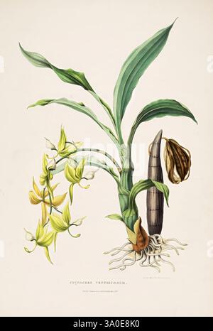 Die Orchidaceae von Mexiko und Guatemala London, Ridgway, [1837-1843] Guatemala Mexico Orchidaceae Pflanzen Cycnoches ventricosum Miss Jane Edwards Jane Edwards Frauen in Wissenschaft 4 4, dieses Kunstwerk zeigt eine detaillierte Illustration einer tropischen Orchideenart aus der Gattung Cycnoches, bekannt für ihre auffälligen gelben Blumen, die in einer kaskadierenden Art angeordnet sind. Die Komposition besteht aus einem markanten Blattstiel, elegant gewölbten Blättern und einem markanten Blütenstachel, der mehrere Orchideenblüten zeigt. Die Wurzeln zeigen ein reichhaltiges Netzwerk, das die Verbindung der Anlage zur Umwelt unterstreicht. Die Abbildung Stockfoto
