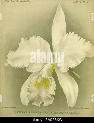 Dictionnaire iconographique des orchidees, 1896-1907, Botanik, Orchidaceae, Bildwerke, Cattleya labiata var. alba, Beranek, diese Illustration zeigt eine atemberaubende Cattleya labiata var. alba, eine Vielzahl von Orchideen, die für ihre eleganten, großen weißen Blüten bekannt sind. Die zarten Blütenblätter zeigen einen dezenten Glanz, während die komplizierten Details der mittleren Lippe weiche gelbe Markierungen in einem Rüschenrand zeigen. Die Gesamtkomposition hebt die anmutigen Kurven der Orchidee und die komplizierten Texturen ihrer Blütenblätter hervor und fängt die Schönheit und Raffinesse dieser geliebten Art in der botanischen Kunst ein. Stockfoto