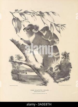 Die Säugetiere Australiens Sydney Thomas Richards Regierungsdrucker 1871 Australien Säugetiere Pictorial Works Zoologie australische Tiere Fauna Harriet Scott Schwestern Helena Forde Helena Scott Australia Koala Phascolarctos cinereus Phascolarctos cinereus Harriet Scott Helena Forde Koala Helena Scott Frauen in der Wissenschaft, Ein Koala, oft als der „einheimische Bär“ bezeichnet, klammert sich am Stamm eines Eukalyptusbaums, mit seinen dunklen Augen. Auf dem Rücken thront ein kleinerer Koala, wahrscheinlich sein junger Koala, der die pflegende Verbindung zwischen Mutter und weg symbolisiert Stockfoto