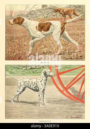Das Buch der Hunde Washington, D. C, National Geographic Society [1919], Hunde, Dalmatiner, Pointer, Taxonomie: Trinomial = canis Lupus familiaris, canis Lupus familiaris, Hund, Säugetier, Säugetiere, Zoologie, Hunderasse, Hunderassen, die Abbildung zeigt zwei verschiedene Hunderassen nebeneinander. Der obere Teil zeigt einen Zeiger, der sich durch seine schlanke Bauweise und sein markantes Fell mit großen braunen Flecken auf weißem Hintergrund auszeichnet. Dieser Hund steht in einer grasbewachsenen Umgebung wachsam und unterstreicht seine Rolle als Jagdbegleiter, bekannt für sein ausgeprägtes Geruchsgefühl und seine Zeigefähigkeit. Der untere Abschnitt wird gedrückt Stockfoto