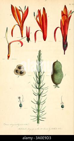 Achtunddreißig Platten mit Erklärungen London J. White 1799 Pflanzen Linnaeus Rousseau Jean-Jacques Klassifizierung Bildwerke Carl von, die Illustration zeigt verschiedene botanische Elemente, hervorstehend mit leuchtenden roten und orangen Blüten an der Spitze, gekennzeichnet durch langgezogene Blütenblätter und komplizierte Strukturen. Unter den Blumendarstellungen sind zwei kreisförmige Samen zu sehen, von denen einer eine eine detaillierte äußere Textur aufweist, während der andere vereinfacht ist. In der Mitte erstreckt sich ein hoher, schmaler grüner Stiel mit nadelförmigen Blättern vertikal, was ein typisches Wachstumsmuster eines nadelholzes zeigt Stockfoto