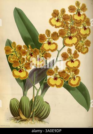 Orchid Album London B. S. Williams 1882-97 Orchidaceae Periodicals Pictorial Works Gomesia Gardneri, diese Darstellung zeigt eine atemberaubende Gruppe von Oncidium Gardneri Orchideen, die durch ihre leuchtenden gelben und braunen Blüten gekennzeichnet sind. Die Blumen zeigen komplizierte Muster, die eine reiche und reizvolle Kombination aus Farbe und Design zeigen. Unterhalb der Blüten bilden breite grüne Blätter einen üppigen Hintergrund, während bauchige Pseudobulben aus der Basis hervortreten und das Wachstum der Pflanze unterstützen. Die Gesamtkomposition unterstreicht die exotische Schönheit der Orchidee und ihre natürliche Eleganz. Stockfoto