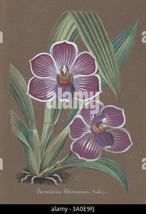 Collection d'orchidées, Orchidaceae, botanische Illustration, Bildwerke, Orchidaceae in der Kunst, das Kunstwerk zeigt zwei lebendige Orchideenblüten aus der Gattung Pescatorea, die sich durch ihre markanten Blütenblätter auszeichnen, die violett und weiß vermischen. Jede Blume weist komplizierte Details auf, darunter die zarten Muster in den Blütenblättern und eine kontrastierende zentrale Region, die ihre einzigartige Struktur unterstreicht. Die Blüten umgeben lange, schlanke grüne Blätter, die der Komposition ein Gefühl von üppiger Fülle verleihen. Der Hintergrund ist ein warmer, erdiger Ton, der die lebhaften Farben der Birke ergänzt Stockfoto