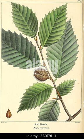 The North American Sylva, Philadelphia, R.P. Smith, 1853, Botanik, Nordamerika, Bäume, Eine botanische Illustration mit einem Zweig einer Rotbuche (Fagus ferruginea). Die detaillierte Zeichnung enthält mehrere breite, gezackte grüne Blätter mit hervorstechenden Adern, die ihre lebendige Textur zeigen. Neben den Blättern befindet sich eine runde, stachelige Samenkapsel, die teilweise offen ist und die glänzende Nuss im Inneren freigibt. Die Abbildung ist mit dem Artennamen am unteren Rand gekennzeichnet, was die botanische Bedeutung hervorhebt. Ein kleines, singuläres Seed wird in der linken unteren Ecke dargestellt, das ein weiteres Element hinzufügt Stockfoto