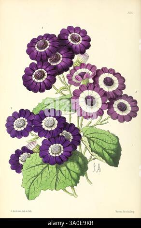 Das Blumenmagazin London, L. Reeve & Co, Blumengärtnerei, Blumen, Zeitschriften, Bildwerke, eine botanische Illustration mit einer Ansammlung von leuchtend violetten Gänseblümchen, die sich durch ihre runden Blütenblätter und kontrastierenden weißen Zentren auszeichnen. Die Blumen sind in verschiedenen lila Tönen dargestellt, umgeben von üppig grünen Blättern, die ihre natürliche Schönheit zeigen. Diese detaillierte Komposition unterstreicht die komplizierte Struktur jeder Blüte und die Harmonie des Laubs und fängt die Essenz dieser bezaubernden Gartenblumen ein. Das Bildmaterial wird von einer botanischen Notation begleitet, die den angibt Stockfoto