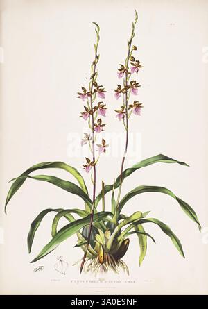 Die Orchidaceae von Mexiko und Guatemala London, Ridgway, [1837-1843] Guatemala, Mexiko, Orchidaceae, Pflanzen, Rhynchostele bictoniensis, Frauen in der Wissenschaft, Augusta Innes Withers, Eine wunderschön illustrierte Orchidee mit schlanken Stängeln, die mit zarten rosa und braunen Blüten verziert sind. Die Blüten sind anmutig, kaskadierend angeordnet, jedes Blütenblatt ist aufwändig detailliert. Saftig grüne Blätter bilden eine lebendige Kulisse, die von einer bauchigen Basis ausgeht. Diese botanische Darstellung fängt die Eleganz und Komplexität der Pflanze ein und unterstreicht ihre natürliche Schönheit und ihre komplizierten Blumenmuster. Stockfoto