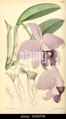 Curtis's Botanical Magazine, London, New York, Botanik, Zeitschriften, Bildwerke, Blumen, Joseph Dalton Hooker, Walter Hood Fitch, Laelia Praestans, Cattleya praestans, Orchidee, Curtis, die Illustration zeigt eine atemberaubende Orchidee mit zarten, hellen Lavendelblättern, die von tiefvioletten Markierungen in der Mitte akzentuiert werden. Zwei aufrechte Stiele, die sich durch ihre glatte grüne Oberfläche und das segmentierte Aussehen auszeichnen, ragen anmutig aus der Basis. Die Blüte zeigt ihre elegante, lange Form und die komplizierten Details in der Blütenblattstruktur. Unterhalb der Hauptblüte sind zusätzliche Skizzen hoch Stockfoto