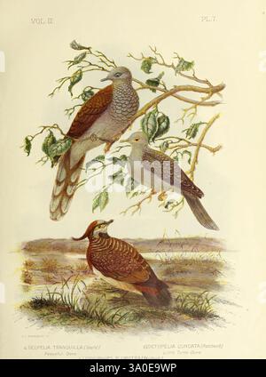 The Birds of Australia, Melbourne C. Stuart & Co, 1890-91, Australia, Birds, Birds of Australia, placida, Geopelia placida, Geopelia tranquilla, Geopelia cuneata, Stictopelia cuneata, Lophophaps plumifera, Geophaps plumifera, Australien, Gracius Joseph Broinowski, Ornithologie, friedliche Taube, Diamanttaube, Spinifex-Taube, die Abbildung zeigt drei verschiedene Vogelarten, die zwischen Laub thronen. Im oberen Bereich sind zwei Vögel im Profil vor hellem Hintergrund zu sehen, die ihr Gefieder zeigen. Der Vogel auf der linken Seite zeigt eine lebhafte Mischung aus Braun und Grau mit komplizierten Marki Stockfoto