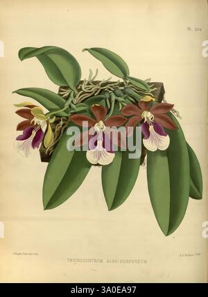 Orchid Album London B. S. Williams 1882-97 Orchidaceae Zeitschriften Bildwerke, die Illustration zeigt die Trichocentrum Albo-Purpureum Orchidee, die ihre unverwechselbaren Blüten zeigt. Die Blumen zeigen eine reiche Kombination aus tiefem Burgunderrot und leuchtendem Lila mit kontrastierenden weißen Akzenten, die ihre komplizierten Muster hervorheben. Die Blüten umgeben von üppig grünen Blättern, die zur ästhetischen Attraktivität der Pflanze beitragen. Die Komposition betont die zarte Struktur und die einzigartigen Farben der Orchidee und lädt zu einer näheren Betrachtung ihrer natürlichen Schönheit ein. Stockfoto