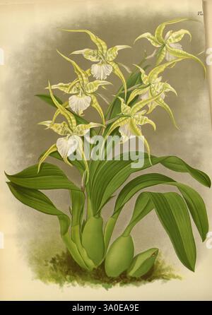 Orchid, Album, London, B. S. Williams, 1882-97, Orchidaceae, Periodika, Bildwerke, Eine wunderschön illustrierte Darstellung des Odontoglossum Cordatum aureum, die seine zarten, exotischen Blüten mit komplizierten Blütenblättern zeigt. Die Blüten sind überwiegend weiß mit Anklängen von Grün und Gelb, was einen auffälligen Kontrast zu den üppigen, breiten Blättern bildet, die sie umgeben. Die Komposition betont die anmutige Bögen der Blütenstängel und lenkt die Aufmerksamkeit auf die komplizierten Details jeder Blüte. Der weiche Hintergrund verstärkt die Eleganz und macht die leuchtenden Farben der Orchis lebendig Stockfoto