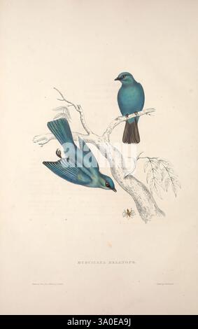 A Century of Birds from the Himalaya Mountains London, 1831 Birds Himalaya Mountains Pictorial Works Eumyias Thalassina Verditer Flycatcher Muscicapa melanops Elizabeth Gould John Gould Ornithologie Eumyias Thalassinus Arthropod Scientific Artifacts Women in Science Elizabeth Gould Q253875, Eine lebendige Darstellung von zwei Vögeln aus der Gattung Muscicapa, die ihr auffälliges blaues Gefieder zeigen. Ein Vogel steht anmutig auf einem Ast, während der andere mitten im Flug gefangen wird und seine langen Flügel zeigt. Der Hintergrund zeigt zartes Laub und ein kleines Insekt schwebt in der Nähe, was eine Note verleiht Stockfoto
