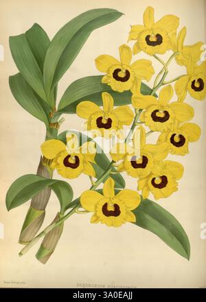 Orchid, Album, London, B. S. Williams, 1882-97, Orchidaceae, Zeitschriften, Bildwerke, Dendrobium chrysotoxum, Eine lebendige Illustration zeigt eine Gruppe von Dendrobium suavisimum Orchideen. Die markanten Blüten sind mit gelben Blütenblättern mit tiefbraunen Mittelpunkten versehen, die elegant entlang der Stiele angeordnet sind. Die Blätter sind lang und üppig, was zur natürlichen Schönheit der Komposition beiträgt. Diese Darstellung fängt die komplizierten Details der Blumen ein und hebt die zarten Texturen und die anmutige Form hervor, was sie zu einer exquisiten Darstellung dieser Orchideenart macht. Stockfoto