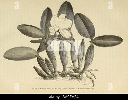 Les orchidées, Paris, J. Rothschild, 1880, Europa, Orchideen, Orchideenkultur, Cattleya dolosa. diese Abbildung zeigt eine botanische Studie einer blühenden Pflanze mit langen, üppig grünen Blättern und mehreren Blütenknospen, wobei eine offene Blüte zarte Blütenblätter zeigt. Die Wurzeln sind an der Basis sichtbar und vermischen sich mit dem Boden. Die Struktur ist detailreich und unterstreicht die natürliche Schönheit und die anatomischen Merkmale der Pflanze. Jedes Element wird sorgfältig gerendert, wodurch die einzigartigen Merkmale dieser Art in ihrer Umgebung hervorgehoben werden. Stockfoto