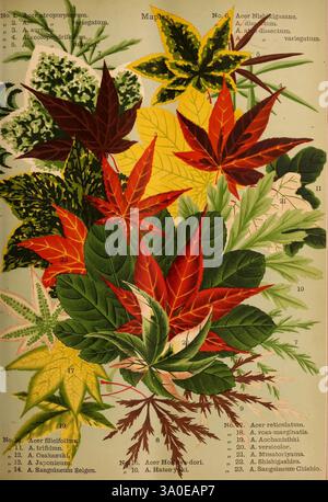 Beschreibender Katalog der blühenden Zierbäume Sträucher Zwiebeln Kräuter Kletterer Obstbäume etc. Usw. Yokohama Japan Yokohama Nursery Co. Bäume Japan Acer Kataloge Stauden Hecken Yokohamashi Nursery Stock Baumschulen Gartenbau Baumschulen Kataloge, Eine wunderschön angeordnete Sammlung von verschiedenen Blättern verschiedener Arten, die eine Vielzahl von Formen, Größen und leuchtenden Farben zeigt. Jedes Blatt ist mit einer entsprechenden Zahl gekennzeichnet, die seine wissenschaftliche Klassifizierung angibt. Zu den hier vorgestellten Arten gehören verschiedene Arten von Ahorn, darunter auch solche mit markanten gelappten und gezackten Kanten. Die Intri Stockfoto