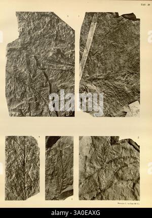 Medededeelingen van's Rijks Herbarium. Leiden, [Rijks Universiteit, Rijks Herbarium], 1911-, Schachtelhalme, diese Sammlung enthält eine Reihe geologischer Proben, die jeweils unterschiedliche Texturen und Formationen zeigen. Der obere Abschnitt enthält zwei größere, mit Zahlen beschriftete Stücke mit komplizierten Mustern, die auf natürliche Schichten und Erosion hinweisen. Das linke Stück zeigt eine bemerkenswerte Wickellinie, die wahrscheinlich auf ein geologisches Merkmal wie eine Verwerfung oder Faltung hinweist. Unten sind auch die kleineren Fragmente nummeriert, die jeweils einzigartige Streifen und Markierungen aufweisen, die Einblicke in den Fels geben können Stockfoto