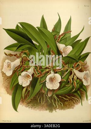 Orchid Album, London, B. S. Williams, 1882-97, orchidaceae, Zeitschriften, Bildwerke, Eine lebendige Darstellung der Trichopelia tortilis, die ihr üppiges grünes Laub und zarte weiße Blumen mit raffinierten rosa und violetten Flecken zeigt. Die Pflanze ist in einer kompakten Gruppe angeordnet, die die reiche Textur ihrer Blätter und die einzigartige Schönheit jeder Blüte unterstreicht. Die Gesamtkomposition unterstreicht die natürliche Eleganz dieser Orchideenart und fängt die Essenz ihres botanischen Charmes ein. Stockfoto