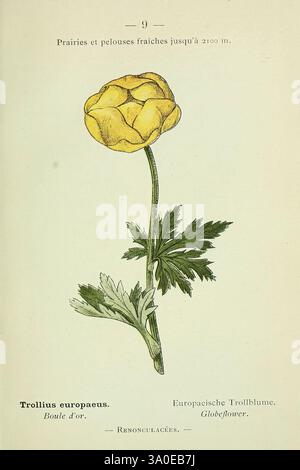 Nouvelle flore coloriée de poche des Alpes et des Pyrénées, v.1. Paris, Klincksieck, 1906-1912, Pflanzen, Alpen, Pyrenäen, New York Botanical Garden, Trollius europaeus, die Illustration zeigt einen leuchtenden gelben Globeflower, wissenschaftlich bekannt als Trollius europaeus, der elegant auf einem schlanken Stiel steht. Die großen, runden Blütenblätter sind zart aufgeschichtet und sorgen für einen auffälligen visuellen Effekt, der das Auge anzieht. Unterhalb der Blüte bilden saftig grüne Blätter mit einer gelappten Struktur einen reichen Kontrast, der die Schönheit der Pflanze unterstreicht. Die Abbildung wird mit Etiketten in französischer und deutscher Sprache, Emph, ergänzt Stockfoto