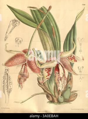 Curtis's Botanical Magazine, London, New York, Botanik, Zeitschriften, Bildwerke, Matilda Smith, Curtis, Stanhopea Rodigasiana, Embreea Rodigasiana, New Granada, Blumen, Joseph Dalton Hooker, Frauen in Wissenschaft, Matilda Smith, dieses Kunstwerk zeigt eine komplexe botanische Illustration einer auffälligen Orchidee, die ihre einzigartige Blumenstruktur zeigt. Die leuchtenden Blütenblätter zeigen eine Mischung aus satten Farben und komplizierten Mustern, darunter Flecken und Streifen, die die Schönheit der Art hervorheben. Die zentralen Blüten sind mit langen grünen Blättern umgeben, die eine üppige Kulisse bilden, die das delica betont Stockfoto