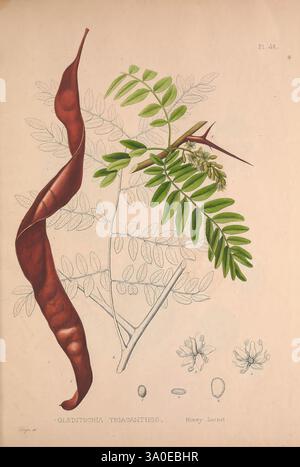 Platten, die zwischen den Jahren 1849 und 1859 vorbereitet wurden, um einen Bericht über die Waldbäume in Nordamerika, Washington, 1891 zu begleiten. Nordamerika, Bäume, Honig Heuschrecke, Gleditsia triacanthos, die Illustration zeigt die botanische Studie von Gleditsia triacanthos, allgemein bekannt als der Honig Heuschrecke Baum. Auffällig ist die längliche, schotenartige Frucht links, die sich durch ihre tiefbraune Farbe und glatte Oberfläche auszeichnet. Neben den Schoten zeigt eine detaillierte Darstellung eines Zweiges die zusammengesetzten Blätter des Baumes, die aus zahlreichen kleinen, symmetrisch angeordneten Faltblättern bestehen. S Stockfoto